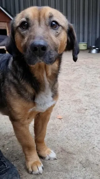 Pies do adopcji, Milanówek, 16 grudnia 2025 (2/2)