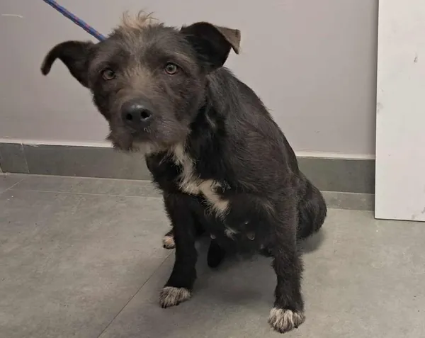 Znaleziono psa, Toruń, 15 grudnia 2025