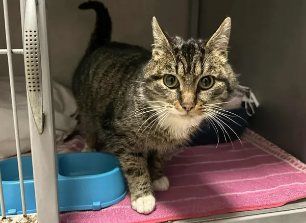 Znaleziono kota, Toruń, 15 grudnia 2025