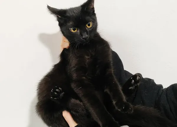 Znaleziono kota, Toruń, 14 grudnia 2025