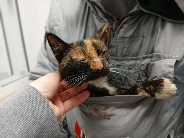 Znaleziono kota, Toruń, 14 grudnia 2025