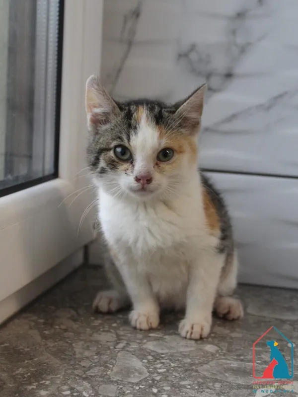 Kot do adopcji, Grudziądz, 23 listopada 2025