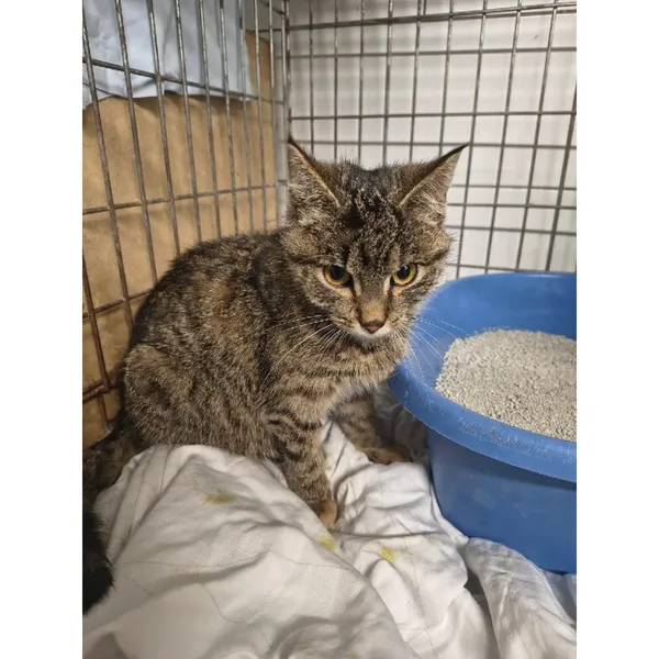 Znaleziono kota, Białystok, 16 grudnia 2025