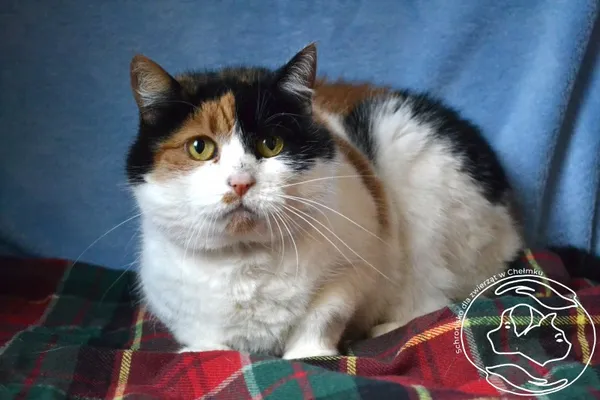 Kot do adopcji, Chełmek, 29 listopada 2025