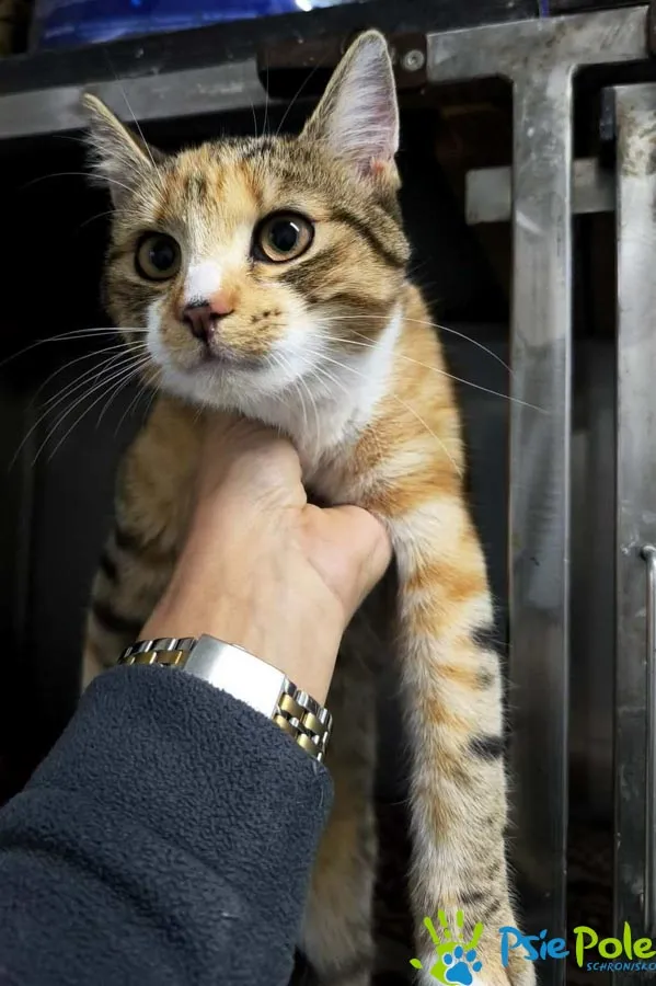 Kot do adopcji, Racławice, 15 grudnia 2025 (2/2)