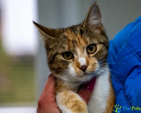 Kot do adopcji, Racławice, 15 grudnia 2025 (1/5)