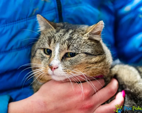 Kot do adopcji, Racławice, 12 grudnia 2025 (3/5)