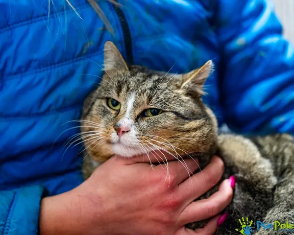 Kot do adopcji, Racławice, 12 grudnia 2025 (4/5)