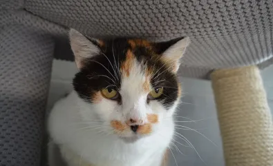 Kot do adopcji, Oborniki, 3 października 2025 (1/3)