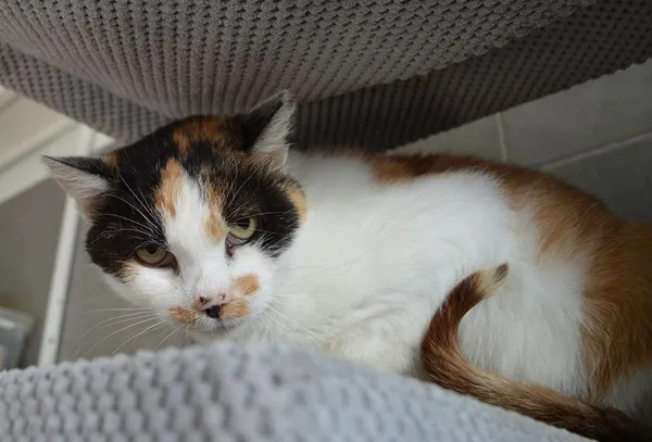 Kot do adopcji, Oborniki, 3 października 2025 (2/3)