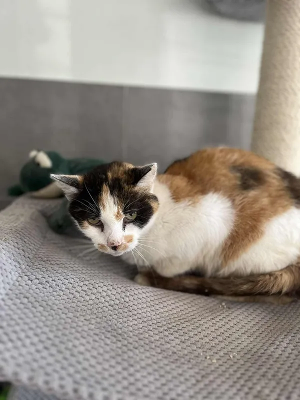 Kot do adopcji, Oborniki, 3 października 2025 (3/3)