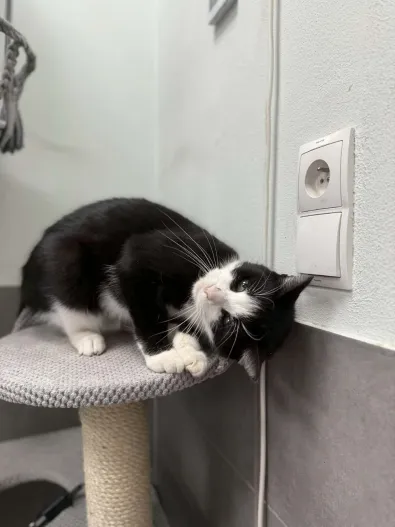 Kot do adopcji, Oborniki, 15 października 2025 (1/3)