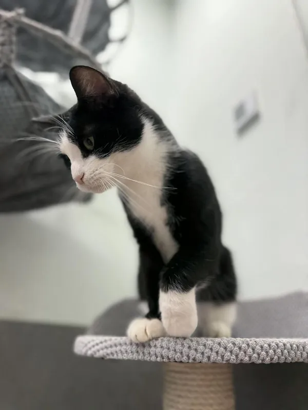 Kot do adopcji, Oborniki, 15 października 2025 (2/3)