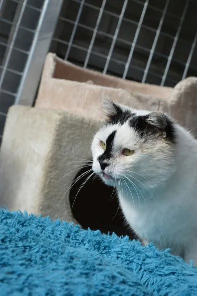 Kot do adopcji, Oborniki, 11 sierpnia 2025 (1/3)