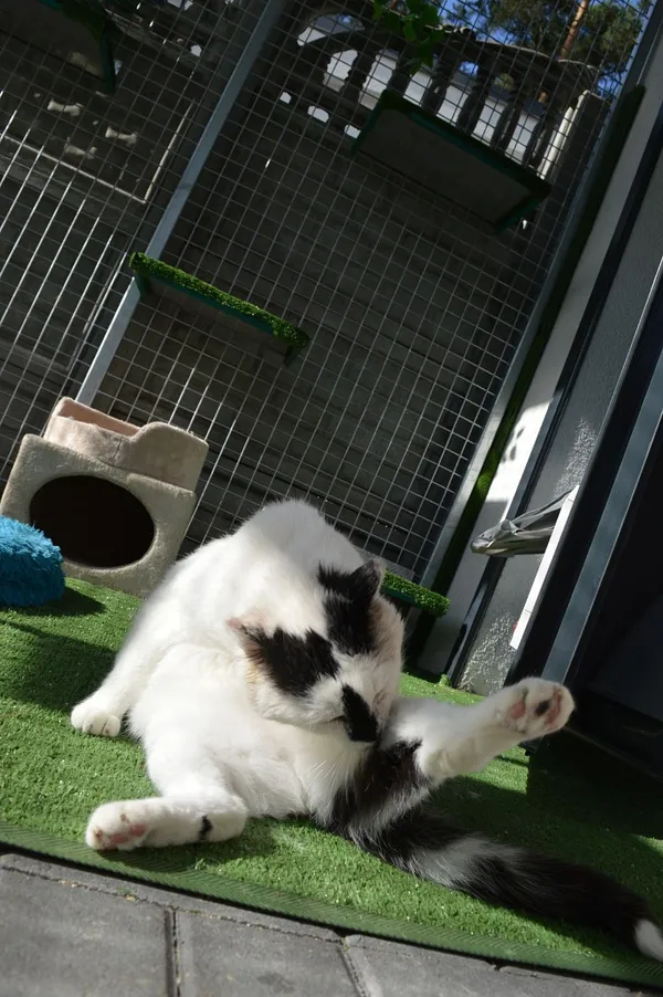 Kot do adopcji, Oborniki, 11 sierpnia 2025 (2/3)