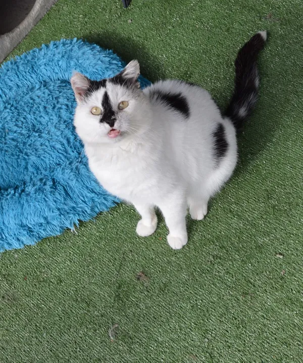 Kot do adopcji, Oborniki, 11 sierpnia 2025 (3/3)