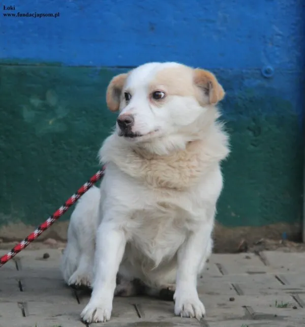 Pies do adopcji, Nowy Dwór Mazowiecki, 17 grudnia 2025 (3/5)