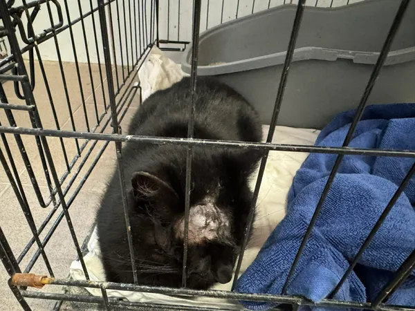 Znaleziono kota, Sosnowiec, 16 grudnia 2025