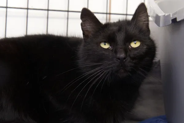 Znaleziono kota, Sosnowiec, 16 grudnia 2025 (2/2)