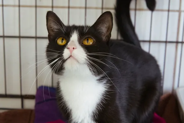 Znaleziono kota, Sosnowiec, 12 grudnia 2025 (1/2)