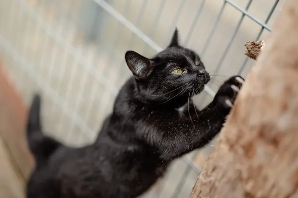 Kot do adopcji, Częstochowa, 1 czerwca 2025 (4/5)