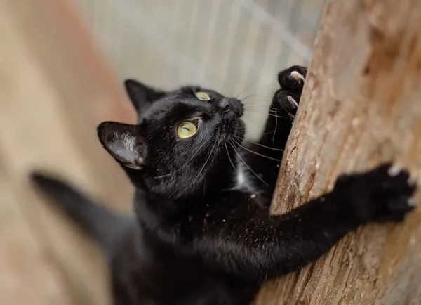 Kot do adopcji, Częstochowa, 1 czerwca 2025 (5/5)