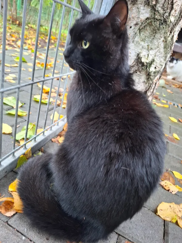 Kot do adopcji, Częstochowa, 29 lipca 2025 (3/4)