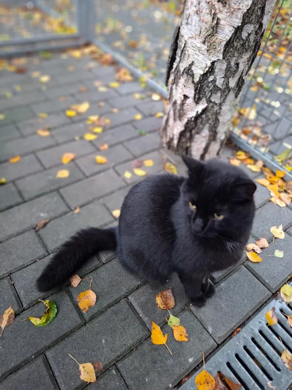 Kot do adopcji, Częstochowa, 29 lipca 2025 (4/4)