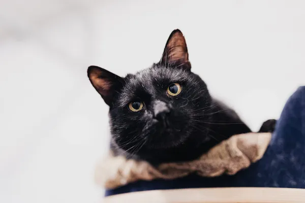 Kot do adopcji, Częstochowa, 29 lipca 2025 (2/5)