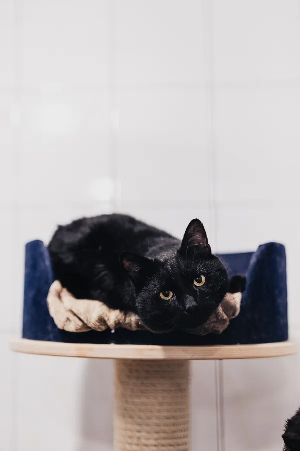 Kot do adopcji, Częstochowa, 29 lipca 2025 (3/5)