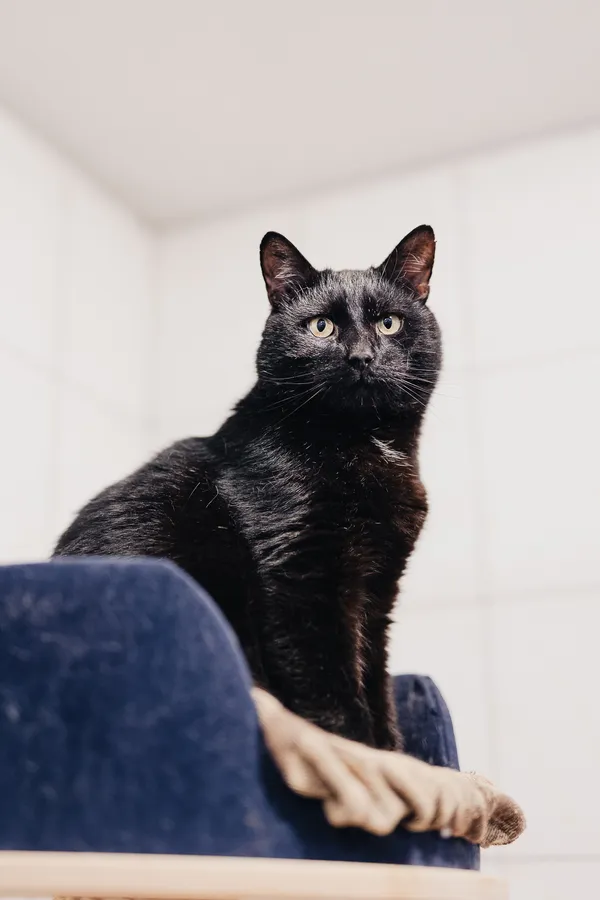 Kot do adopcji, Częstochowa, 29 lipca 2025 (4/5)