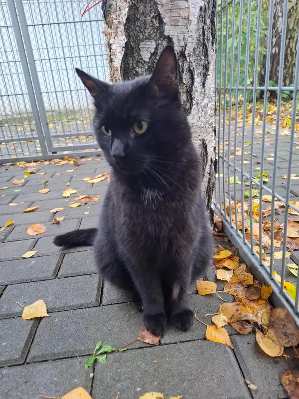 Kot do adopcji, Częstochowa, 29 lipca 2025 (5/5)