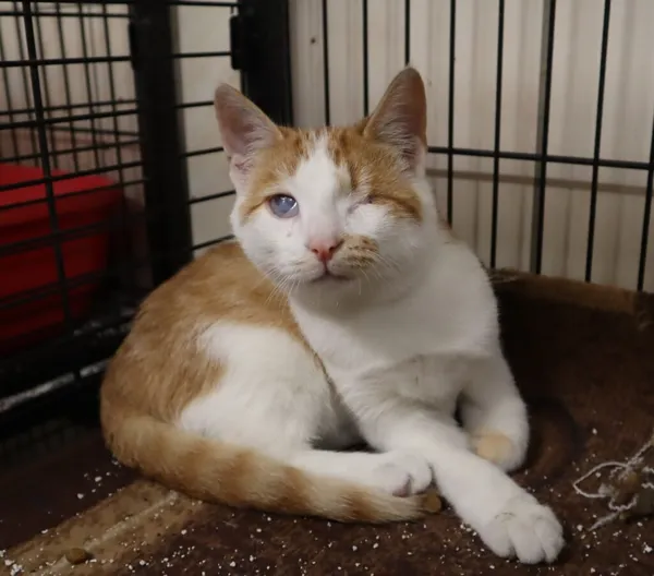 Kot do adopcji, Częstochowa, 20 sierpnia 2025 (1/3)