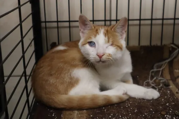 Kot do adopcji, Częstochowa, 20 sierpnia 2025 (2/3)