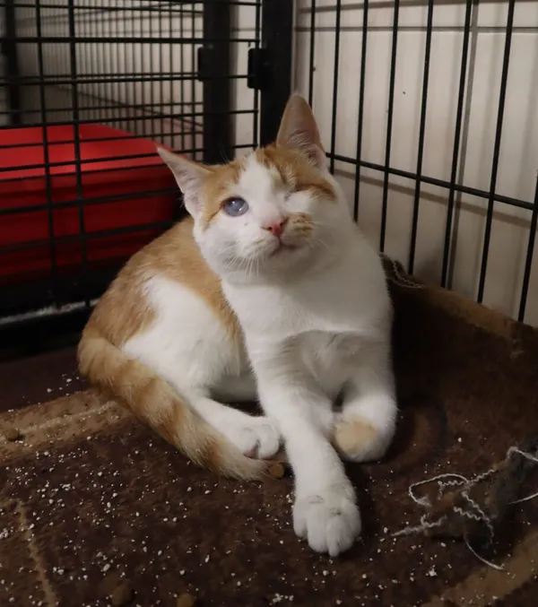 Kot do adopcji, Częstochowa, 20 sierpnia 2025 (3/3)