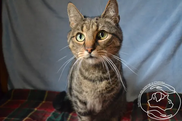 Kot do adopcji, Chełmek, 29 listopada 2025