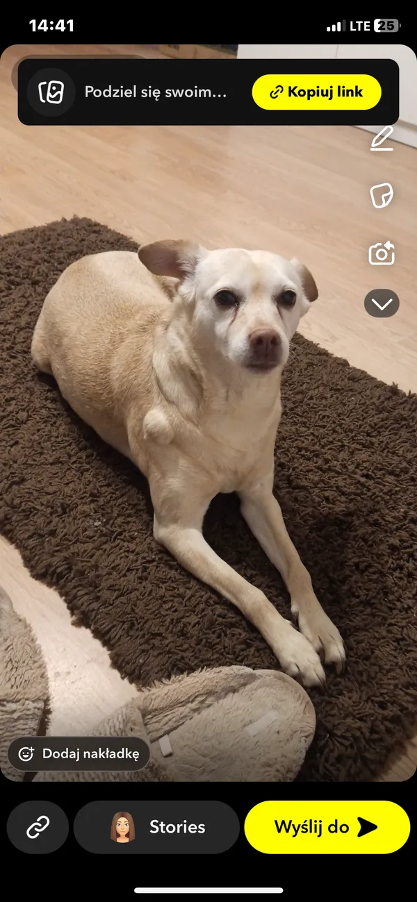 Zaginął pies, Juszkowo, 17 grudnia 2025