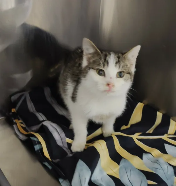 Kot do adopcji, Włocławek, 16 grudnia 2025