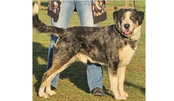 Pies do adopcji, Wrocław, 8 grudnia 2025