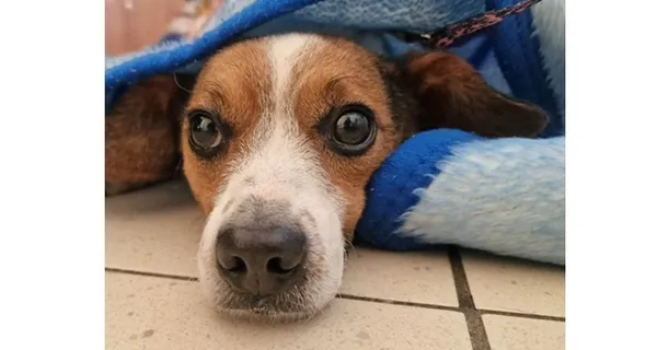 Pies do adopcji, Wrocław, 12 października 2025