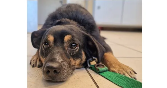 Pies do adopcji, Wrocław, 10 grudnia 2025