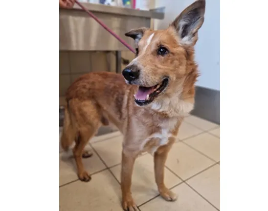 Pies do adopcji, Wrocław, 26 listopada 2025