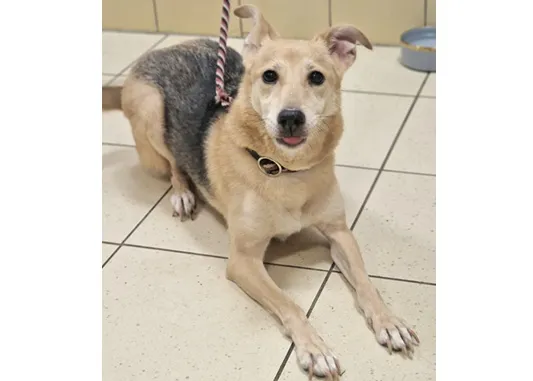 Pies do adopcji, Wrocław, 15 grudnia 2025