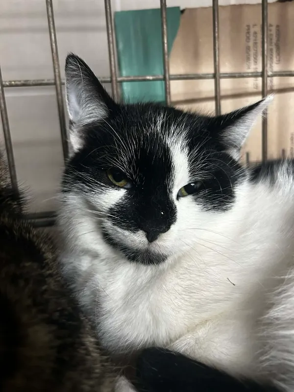 Kot do adopcji, Zgierz, 17 grudnia 2025