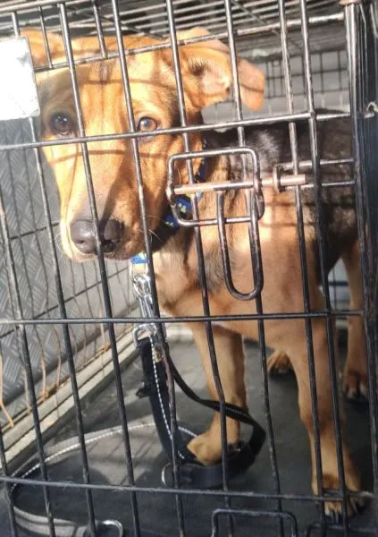 Znaleziono psa, Radom, 17 grudnia 2025