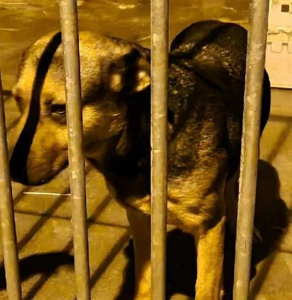 Znaleziono psa, Radom, 16 grudnia 2025