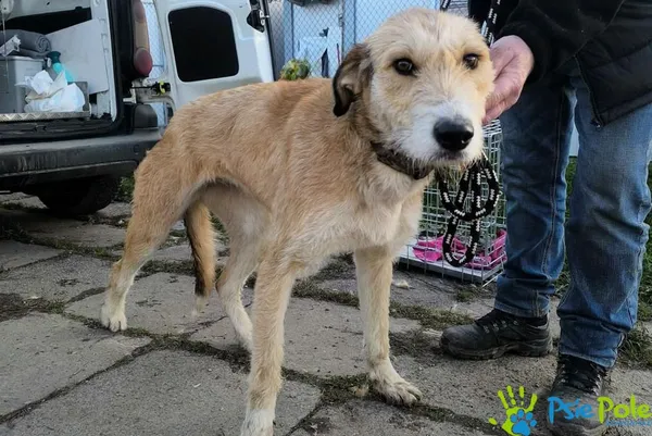 Pies do adopcji, Racławice, 12 grudnia 2025 (1/2)