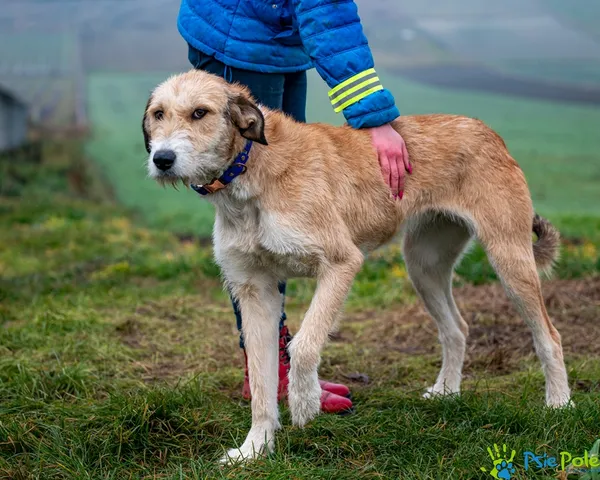 Pies do adopcji, Racławice, 12 grudnia 2025 (1/5)