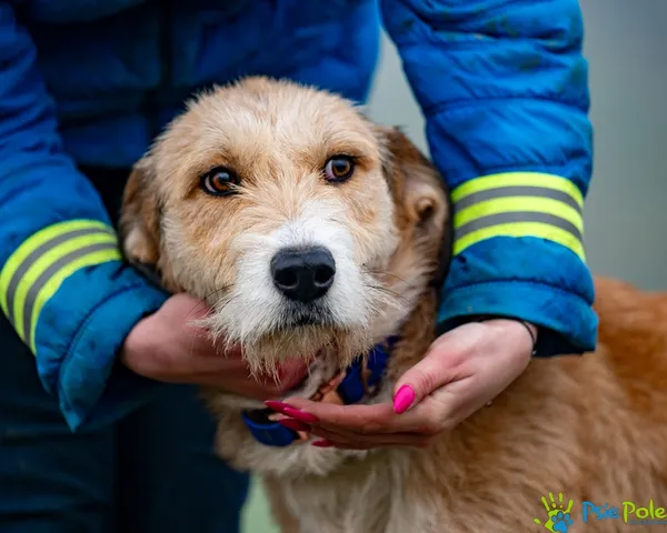 Pies do adopcji, Racławice, 12 grudnia 2025 (5/5)