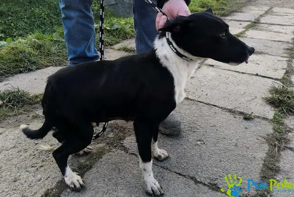 Pies do adopcji, Racławice, 12 grudnia 2025 (1/2)